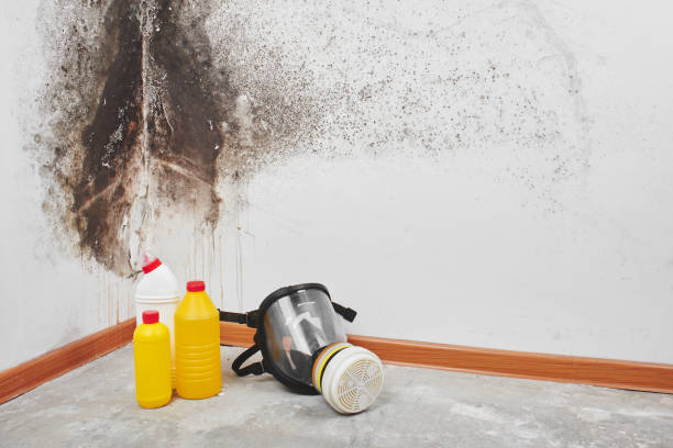 Best DIY Mold Remediation Support Services in Mulino, OR