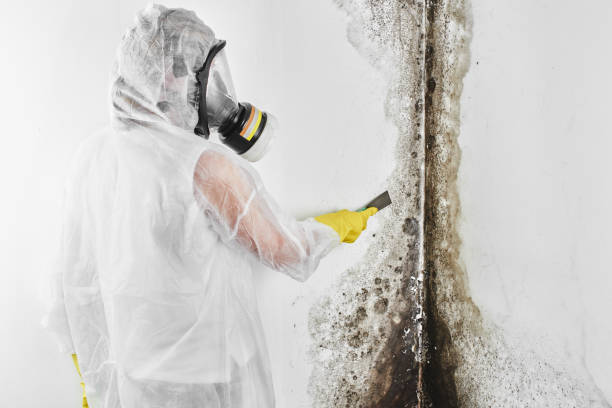 Best Mold Testing and Inspection Services in Mulino, OR