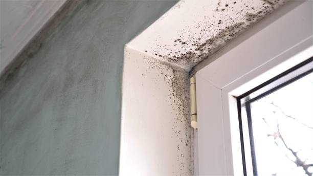 Best Post-Flood Mold Remediation in Mulino, OR
