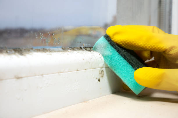 Best Localized Mold Remediation (e.g., coastal areas, humid climates) in Mulino, OR