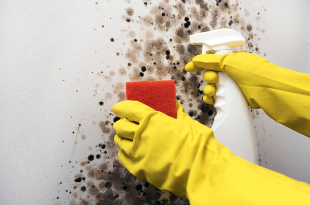 Best Commercial Mold Remediation in Mulino, OR