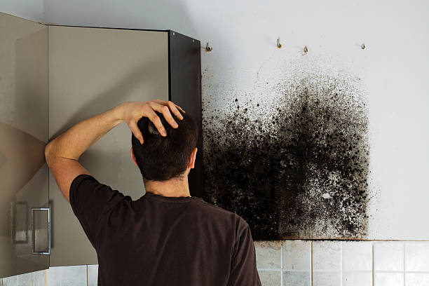 Best Black Mold Remediation in Mulino, OR