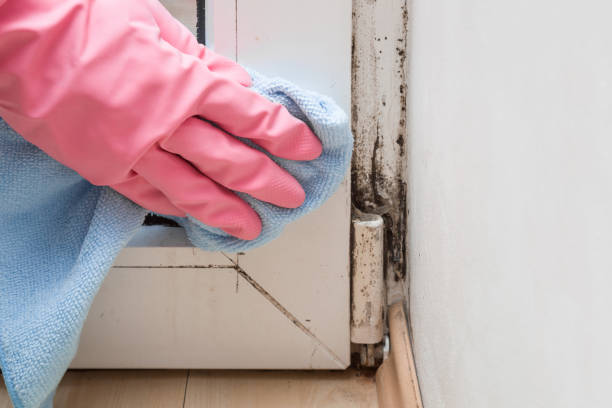 Best Basement Mold Remediation in Mulino, OR